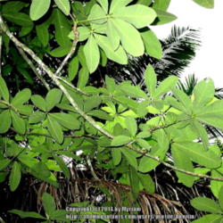 Location: Atlantic rainforest, Paraty, Brazil
Date: 2013-12-15