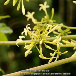 Location: Atlantic rainforest, Paraty, Brazil
Date: 2013-12-22
Male flowers