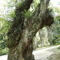 Location: Botanical Garden, Rio de Janeiro, Brazil
Date: 2014-02-02
Very old trees can take interesting shapes, this one looks like a