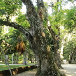 Location: Botanical Garden, Rio de Janeiro, Brazil
Date: 2014-02-02