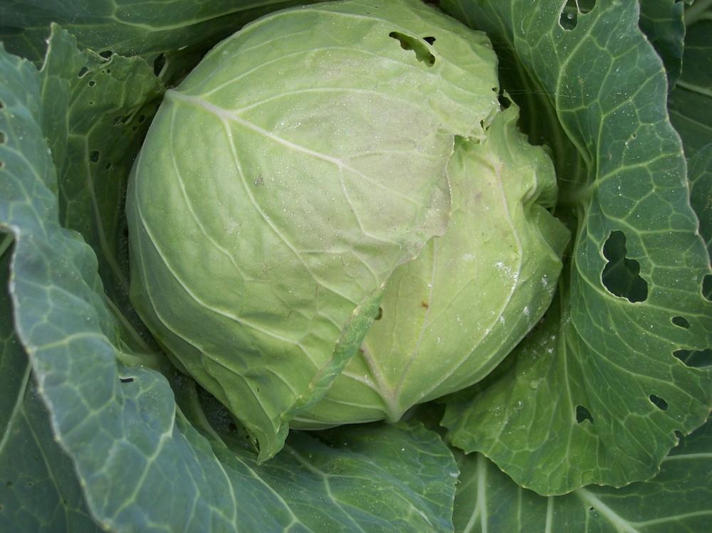Photo of Cabbage (Brassica oleracea var. capitata 'Deep Blue') uploaded by farmerdill