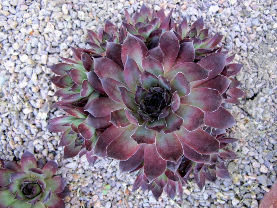 Photo of Hen and Chicks (Sempervivum 'Jet') uploaded by goldfinch4