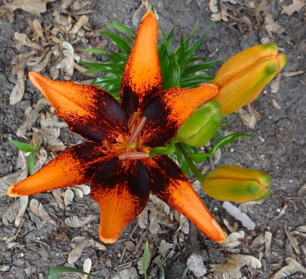 Photo of Lily (Lilium 'Orange Art') uploaded by stilldew