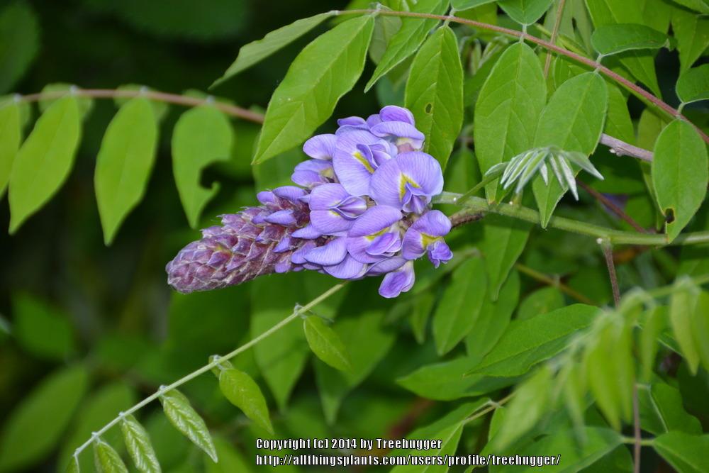 Photo of American Wisteria (Wisteria frutescens 'Amethyst Falls') uploaded by treehugger