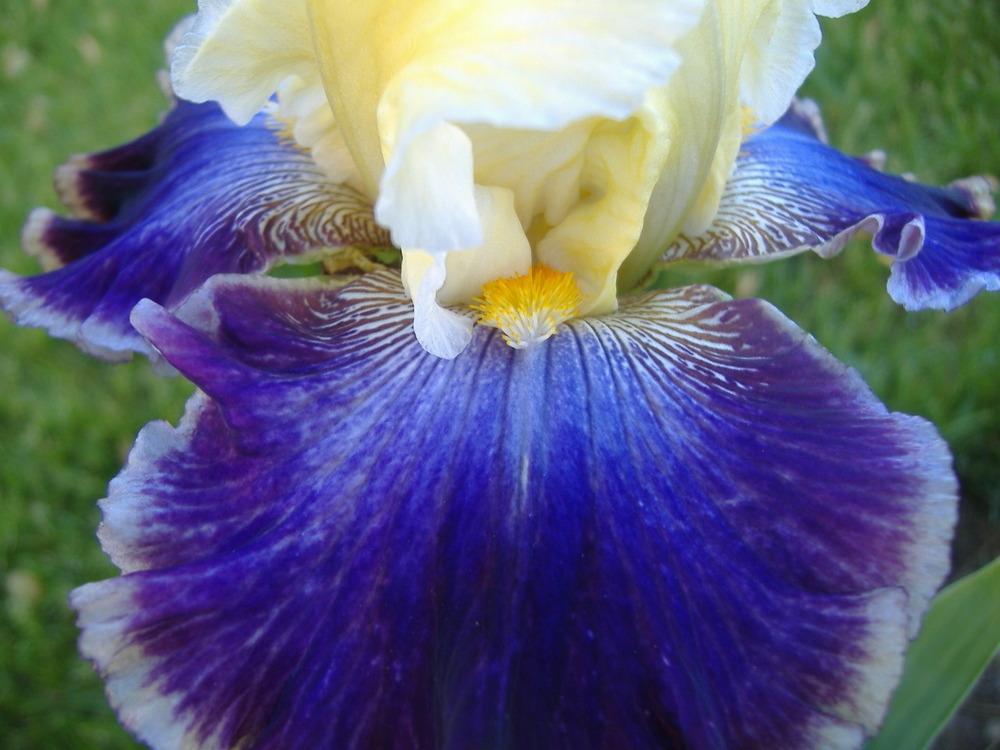 Photo of Tall Bearded Iris (Iris 'Twin Cities') uploaded by tveguy3