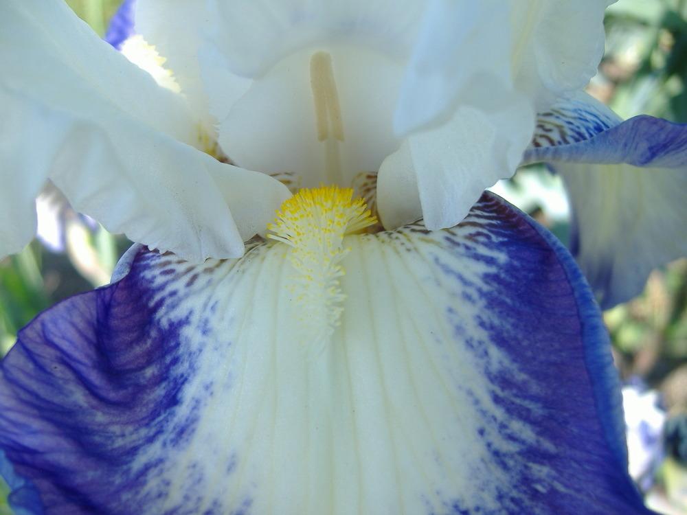 Photo of Tall Bearded Iris (Iris 'Can't Touch This') uploaded by tveguy3