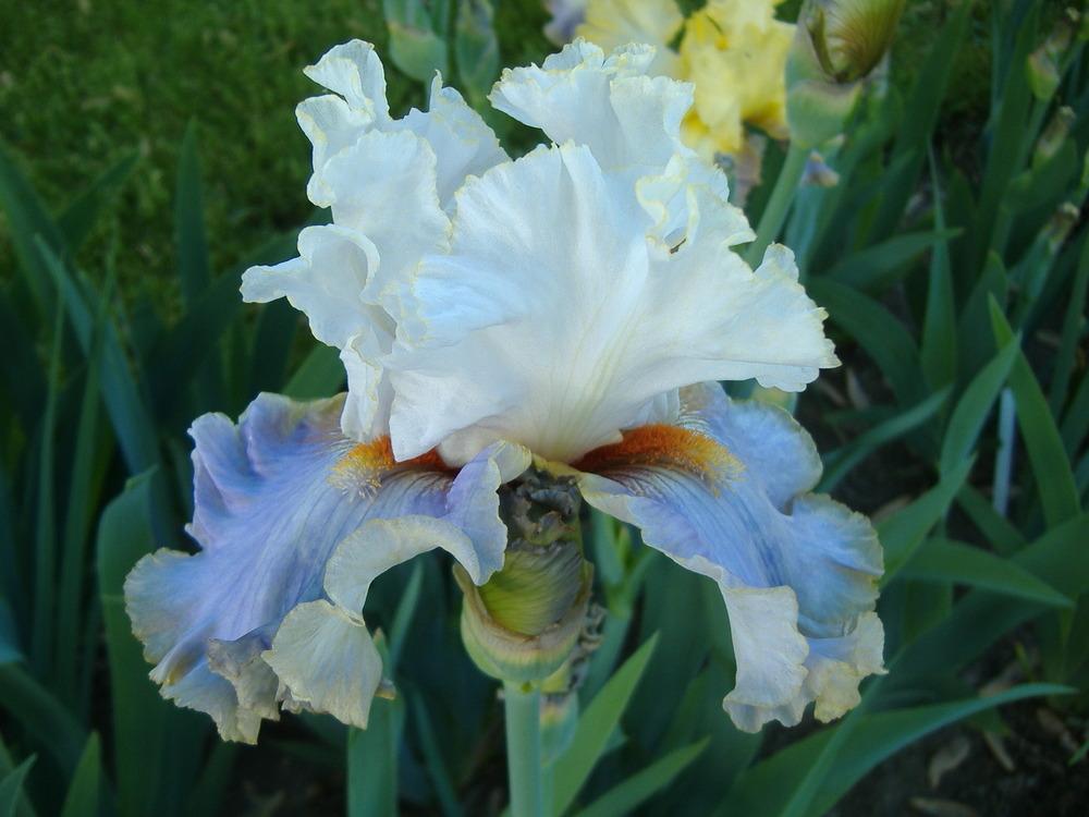 Photo of Tall Bearded Iris (Iris 'Wired') uploaded by tveguy3