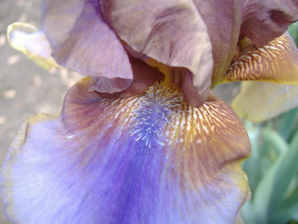 Photo of Tall Bearded Iris (Iris 'Burnt Toffee') uploaded by tveguy3