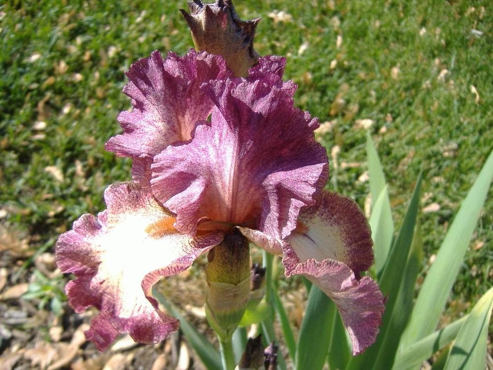 Photo of Tall Bearded Iris (Iris 'Chatter') uploaded by tveguy3