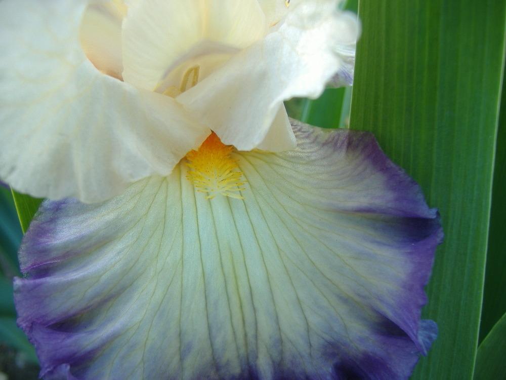 Photo of Tall Bearded Iris (Iris 'Ginny Mitchell') uploaded by tveguy3