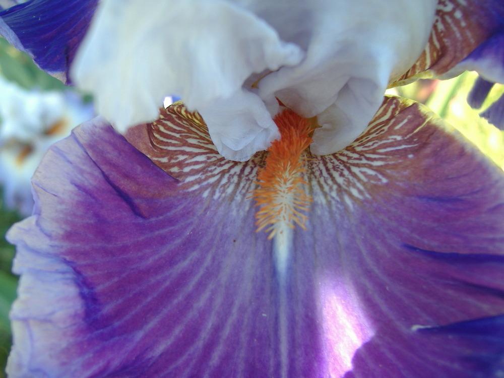 Photo of Tall Bearded Iris (Iris 'Racing Heart') uploaded by tveguy3