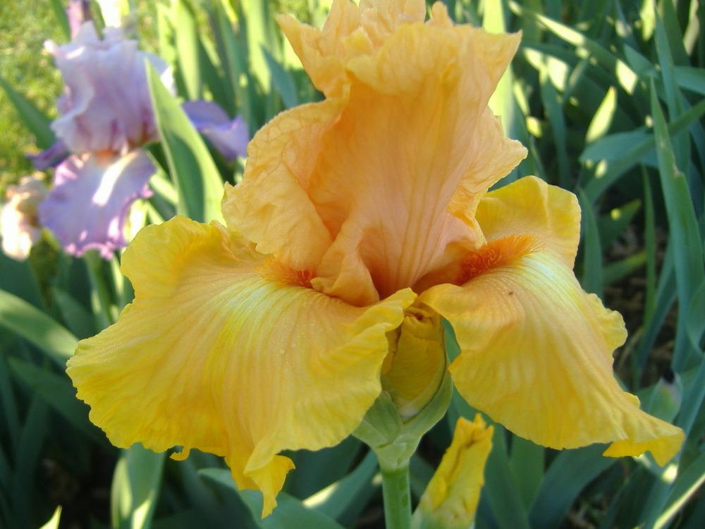 Photo of Tall Bearded Iris (Iris 'Leading Light') uploaded by tveguy3