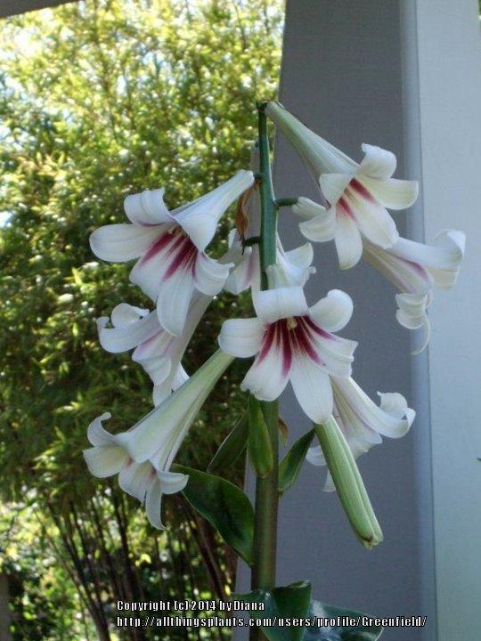 Photo of Giant Lily (Cardiocrinum giganteum) uploaded by Greenfield