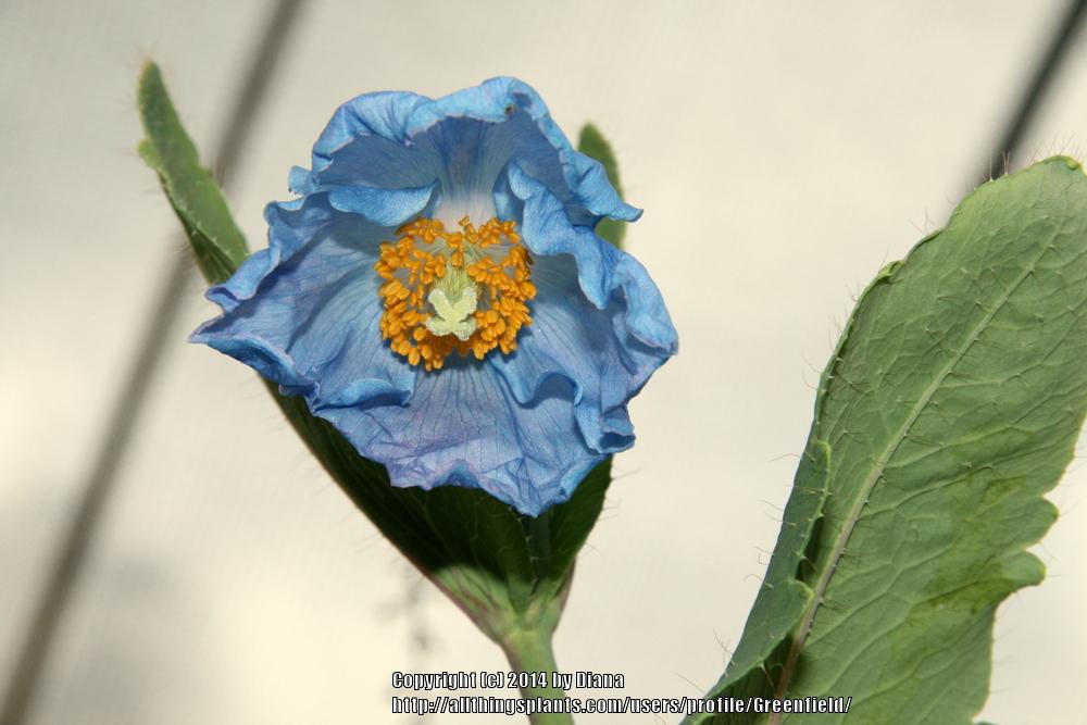 Photo of Himalayan blue poppy (Meconopsis betonicifolia) uploaded by Greenfield
