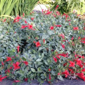 Easy care, long blooming, drought tolerant plant. Pruned to groun