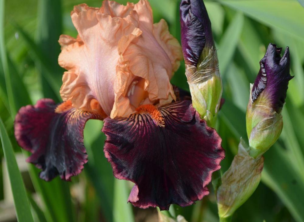 Photo of Tall Bearded Iris (Iris 'Some Like It Hot') uploaded by ROSEYGIRL765