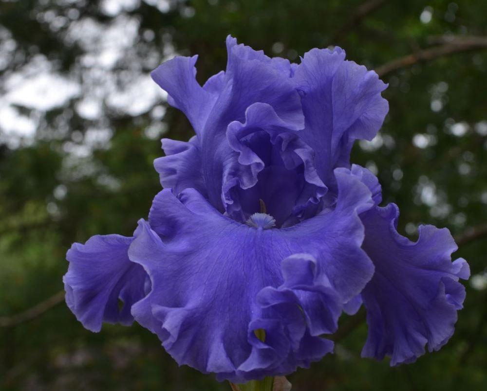 Photo of Tall Bearded Iris (Iris 'Sea Power') uploaded by ROSEYGIRL765