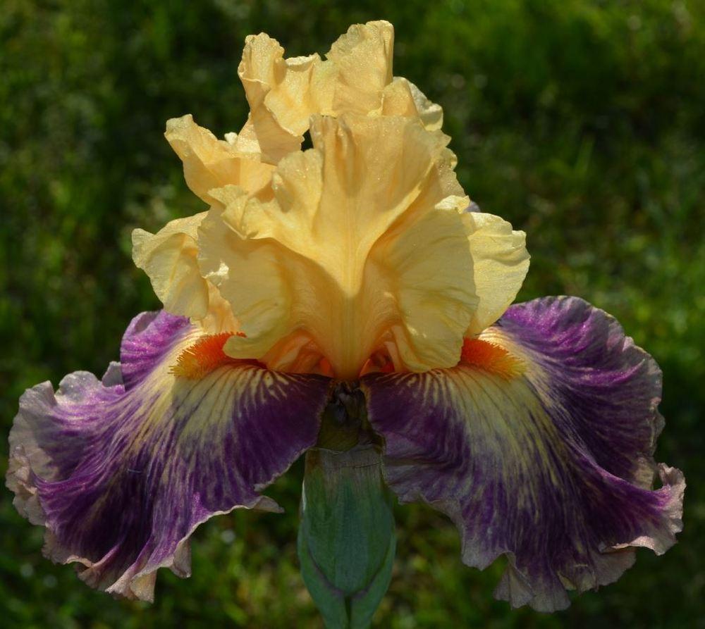 Photo of Tall Bearded Iris (Iris 'Exotic Notions') uploaded by ROSEYGIRL765