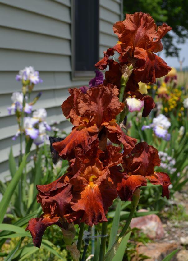Photo of Tall Bearded Iris (Iris 'Randomly Red') uploaded by ROSEYGIRL765