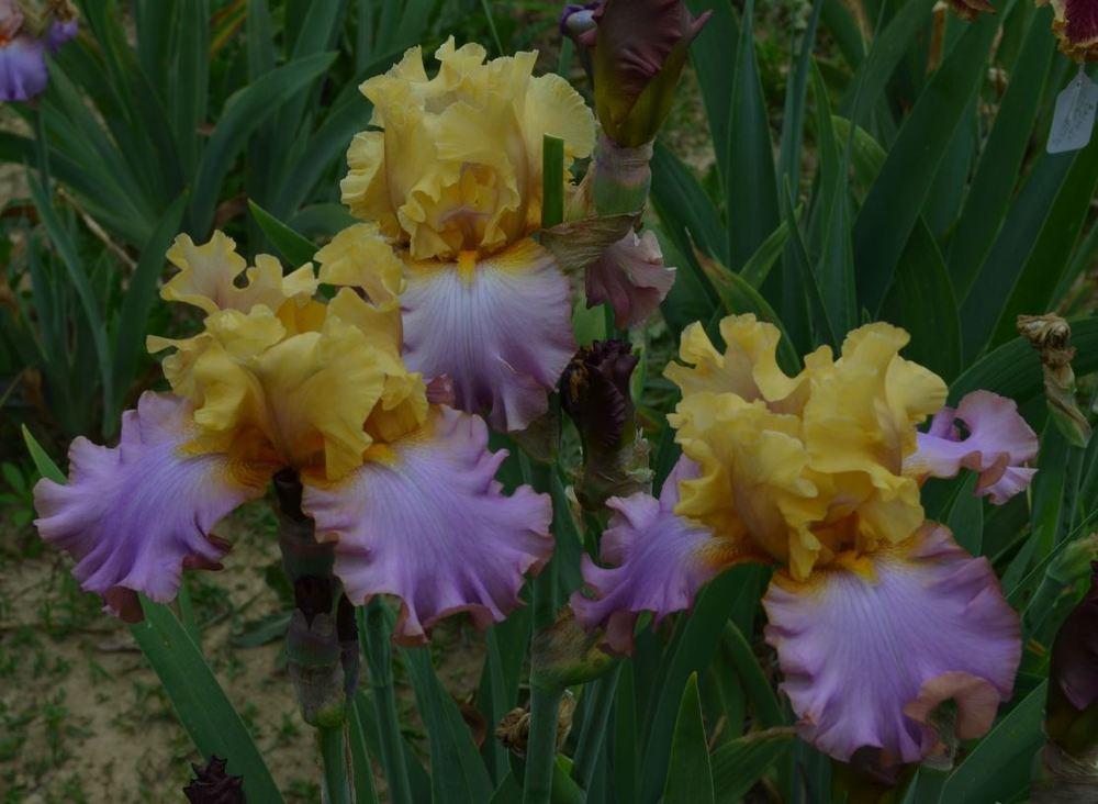 Photo of Tall Bearded Iris (Iris 'Heavenly Encore') uploaded by ROSEYGIRL765