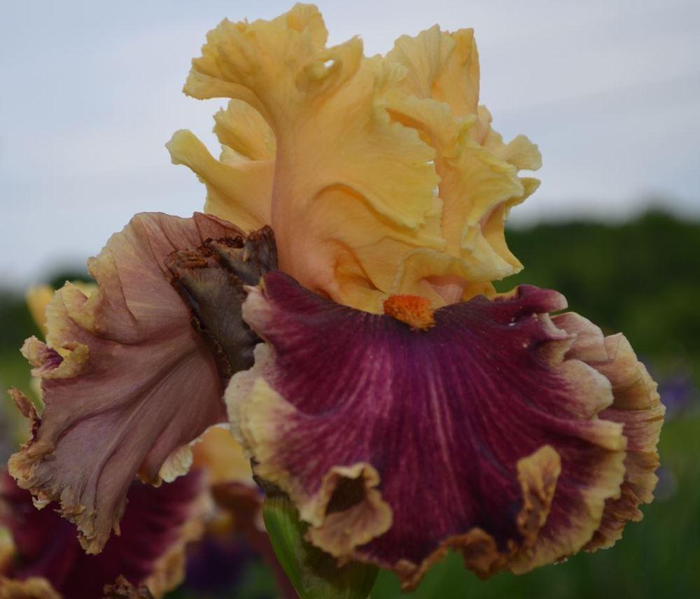 Photo of Tall Bearded Iris (Iris 'Decadence') uploaded by ROSEYGIRL765