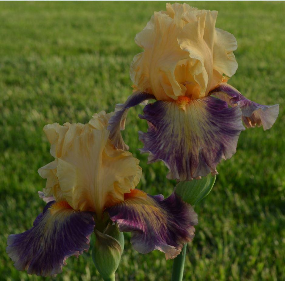 Photo of Tall Bearded Iris (Iris 'Exotic Notions') uploaded by ROSEYGIRL765