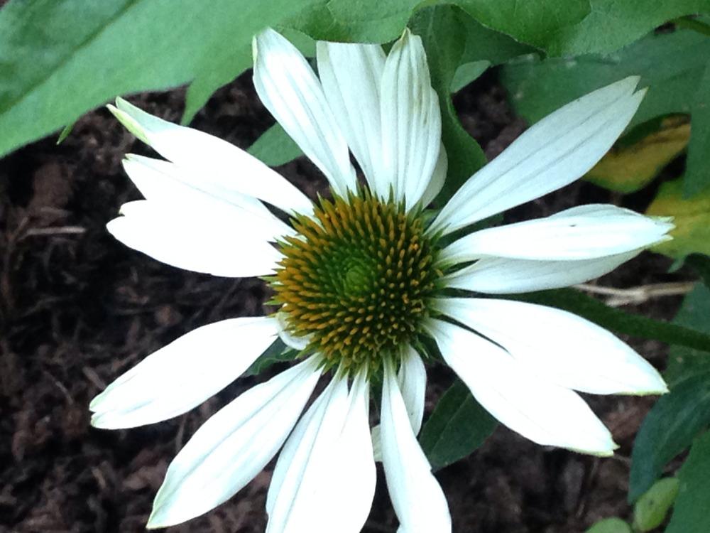 Photo of White Coneflower (Echinacea 'Fragrant Angel') uploaded by SCButtercup