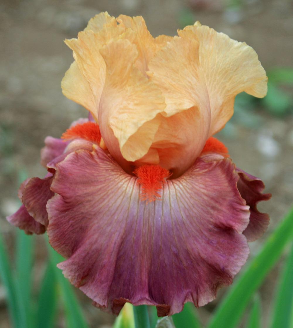 Photo of Tall Bearded Iris (Iris 'Rio') uploaded by Snork