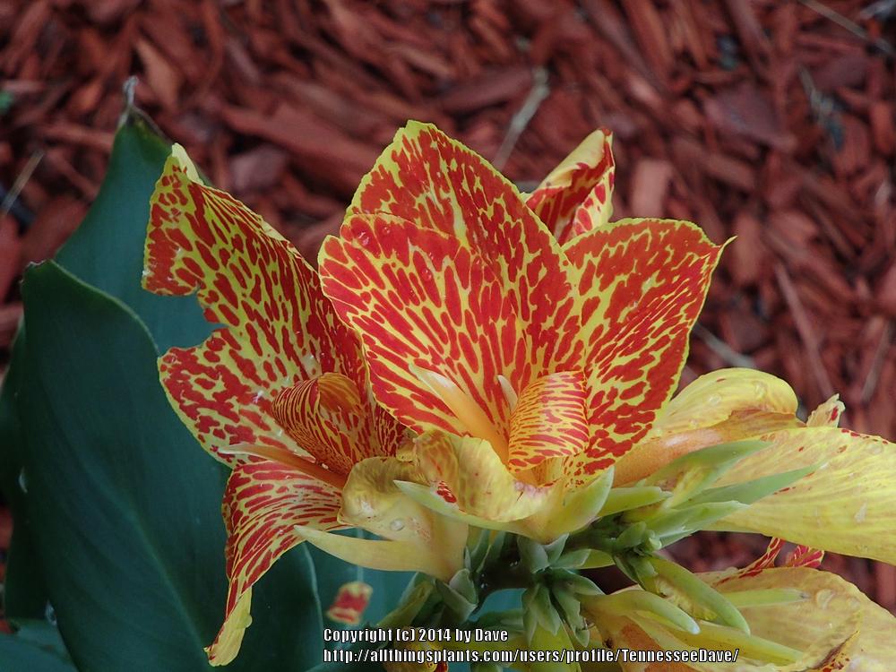 Photo of Canna (Canna x generalis 'Maui Punch') uploaded by TennesseeDave