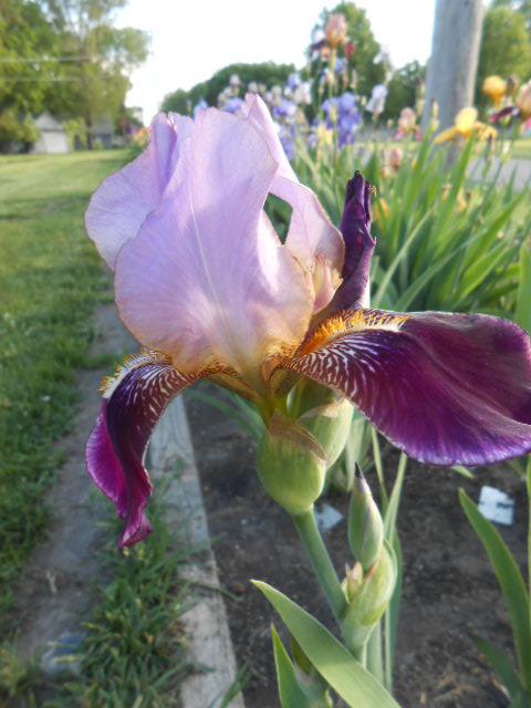 Photo of Tall Bearded Iris (Iris 'Ambassadeur') uploaded by crowrita1