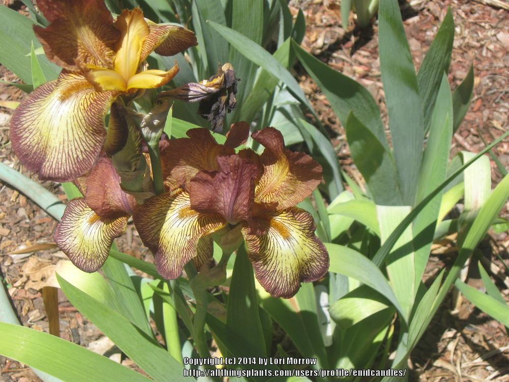 Photo of Tall Bearded Iris (Iris 'Tropical Butterfly') uploaded by enidcandles