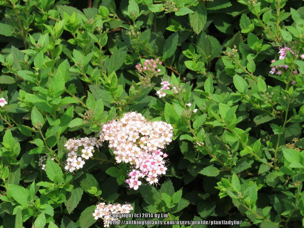 Photo of Japanese Spiraea (Spiraea japonica) uploaded by plantladylin