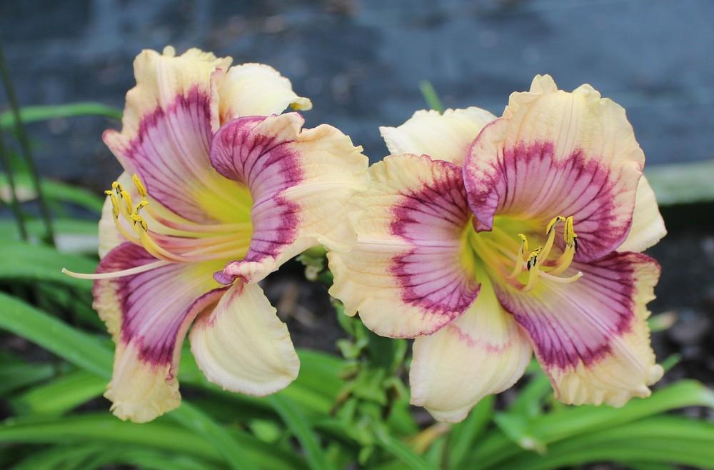 Photo of Daylily (Hemerocallis 'Time Tripping') uploaded by tink3472