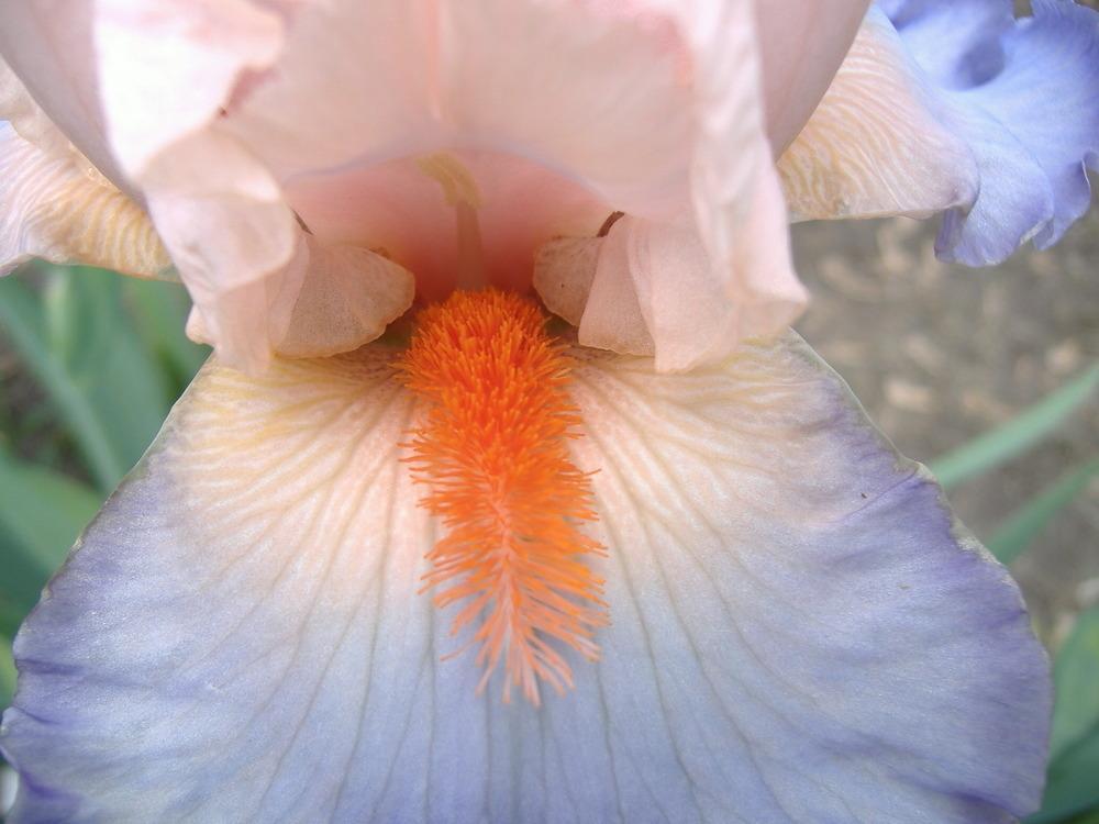 Photo of Tall Bearded Iris (Iris 'French Cancan') uploaded by tveguy3