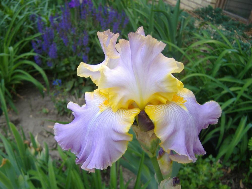 Photo of Tall Bearded Iris (Iris 'All About Spring') uploaded by tveguy3
