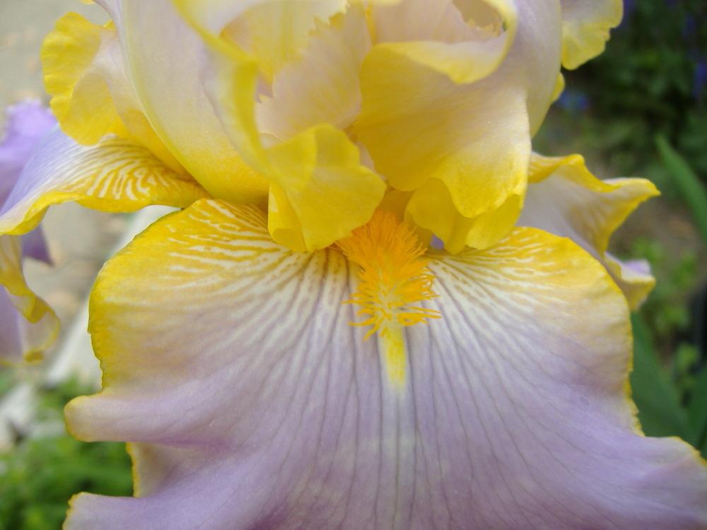 Photo of Tall Bearded Iris (Iris 'All About Spring') uploaded by tveguy3