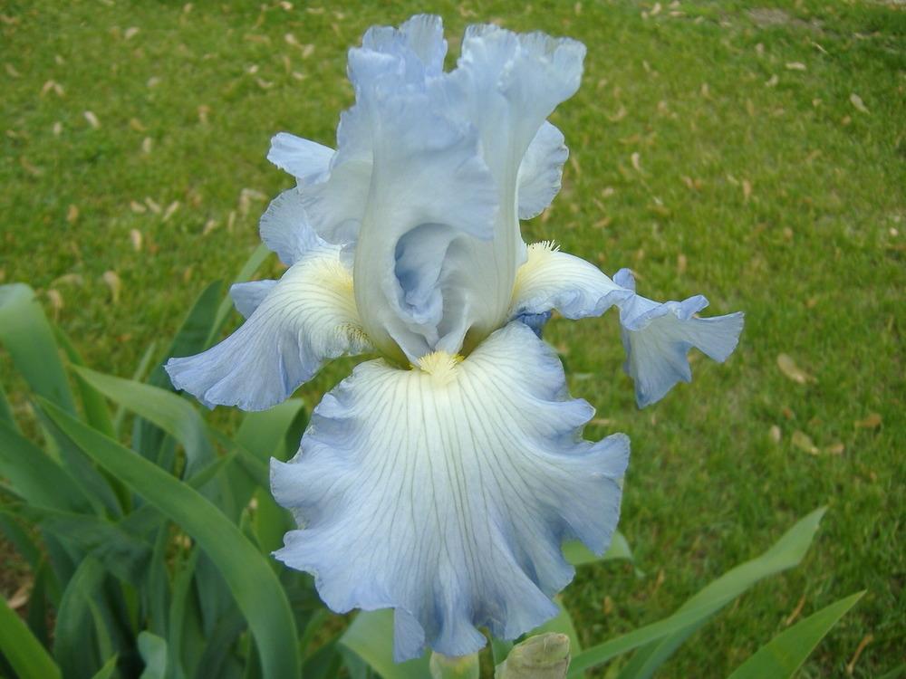 Photo of Tall Bearded Iris (Iris 'Stan Coates') uploaded by tveguy3