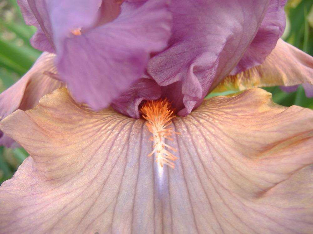 Photo of Tall Bearded Iris (Iris 'Dandy Candy') uploaded by tveguy3