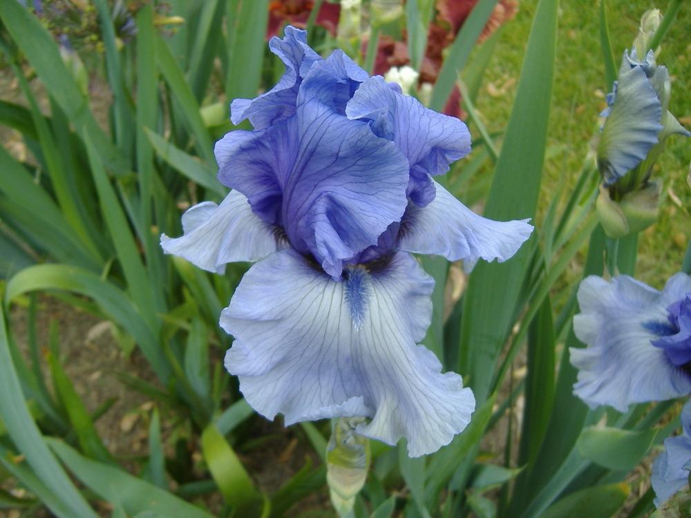 Photo of Tall Bearded Iris (Iris 'Poet's Rhyme') uploaded by tveguy3