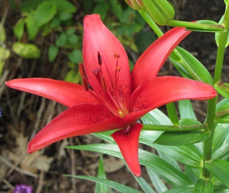 Photo of Lily (Lilium 'Commander in Chief') uploaded by Bloombuddie
