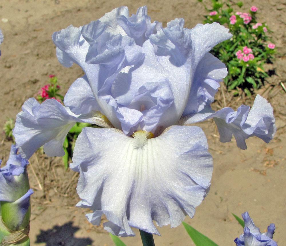 Photo of Tall Bearded Iris (Iris 'Absolute Treasure') uploaded by TBGDN