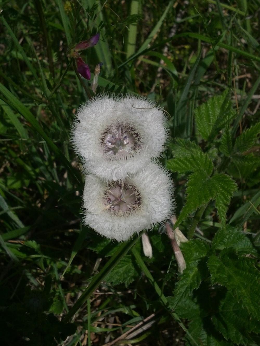 Photo of Hairy Pussy Ears (Calochortus tolmiei) uploaded by Toni