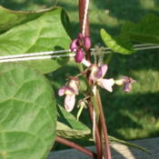 Stems and flowers are purple, as well as the beans