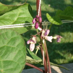 Location: My garden in Bark River, MI
Date: 2010-07-26
Stems and flowers are purple, as well as the beans