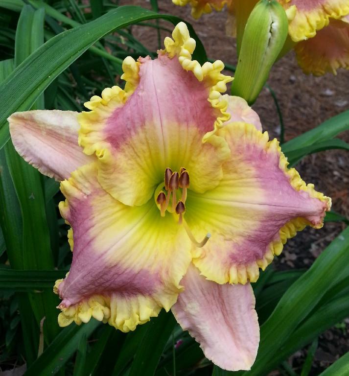 Photo of Daylily (Hemerocallis 'Queen's Treasure') uploaded by chalyse