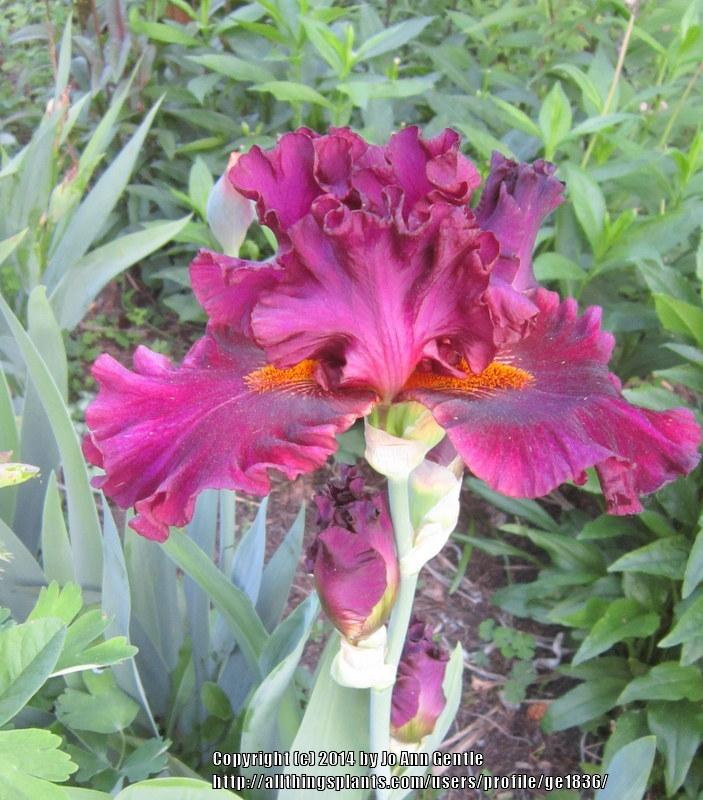 Photo of Tall Bearded Iris (Iris 'Name Game') uploaded by ge1836