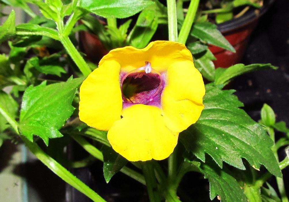 Photo of Wishbone Flower (Torenia Catalina® Gilded Grape) uploaded by jmorth