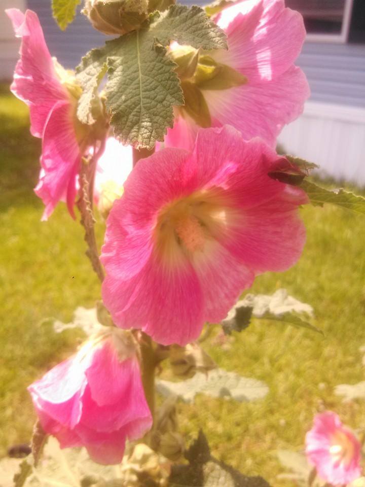 Photo of Hollyhock (Alcea 'Happy Lights') uploaded by mw236