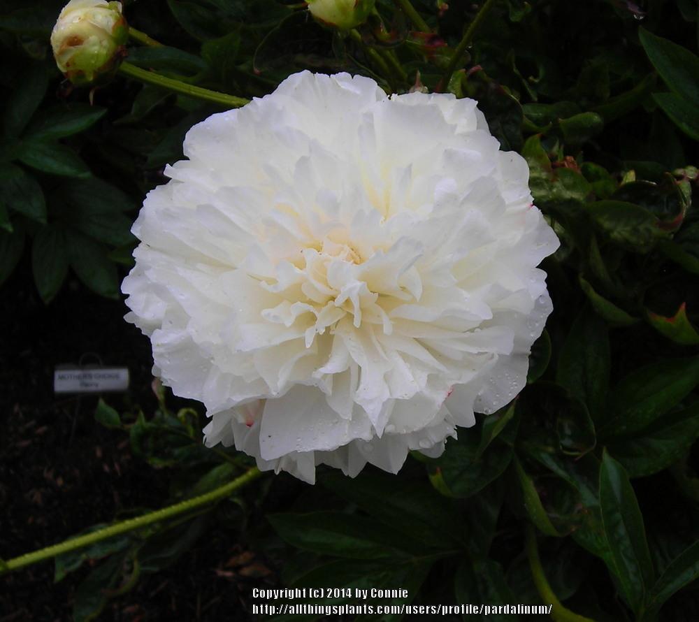 Photo of Chinese Peony (Paeonia lactiflora 'Mother's Choice') uploaded by pardalinum
