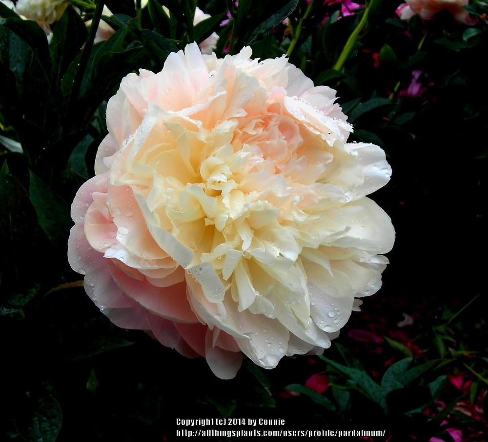 Photo of Peony (Paeonia 'Summer Glow') uploaded by pardalinum